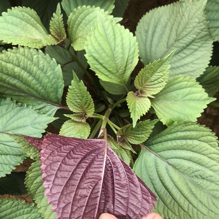 紫苏子紫苏种子紫苏叶种籽盆栽可食用种植苗四季籽种蔬菜孑苏子叶