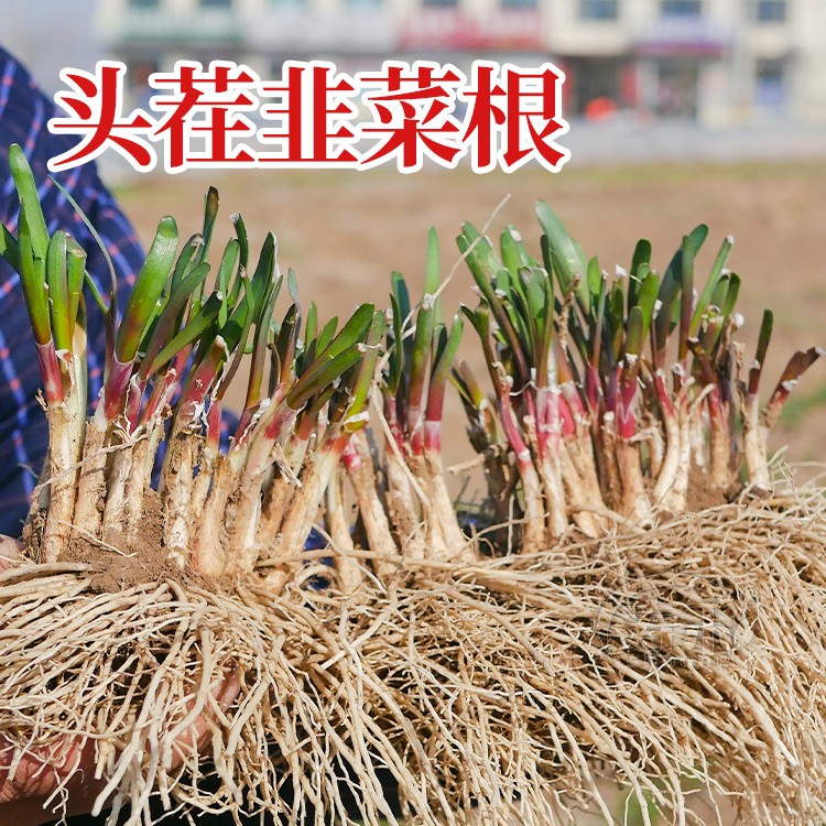 韭菜根现挖现发韭菜根韭菜苗盆栽地栽涨势快易于种植蔬菜种子