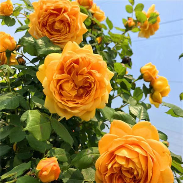 【黄金庆典小苗买一送一】黄色大花浓香四季开花新手好养爬藤月季