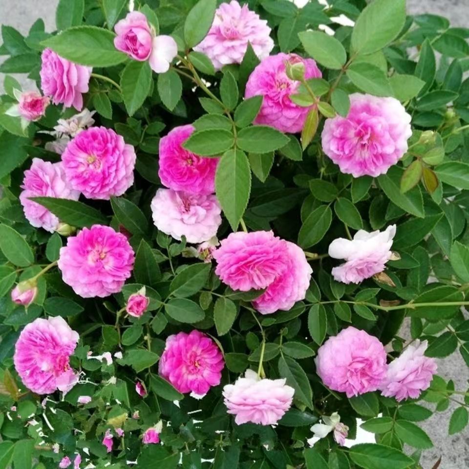 【玛姬婶婶】四季开花浓香丰花灌木月季