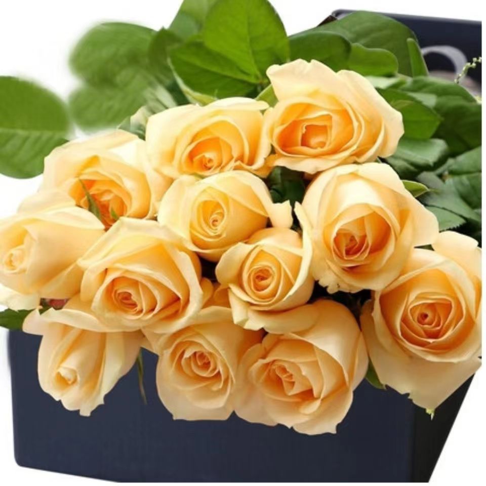 【蜜桃雪山花苗】切花香槟玫瑰耐热灌木四季开花阳台月季小苗