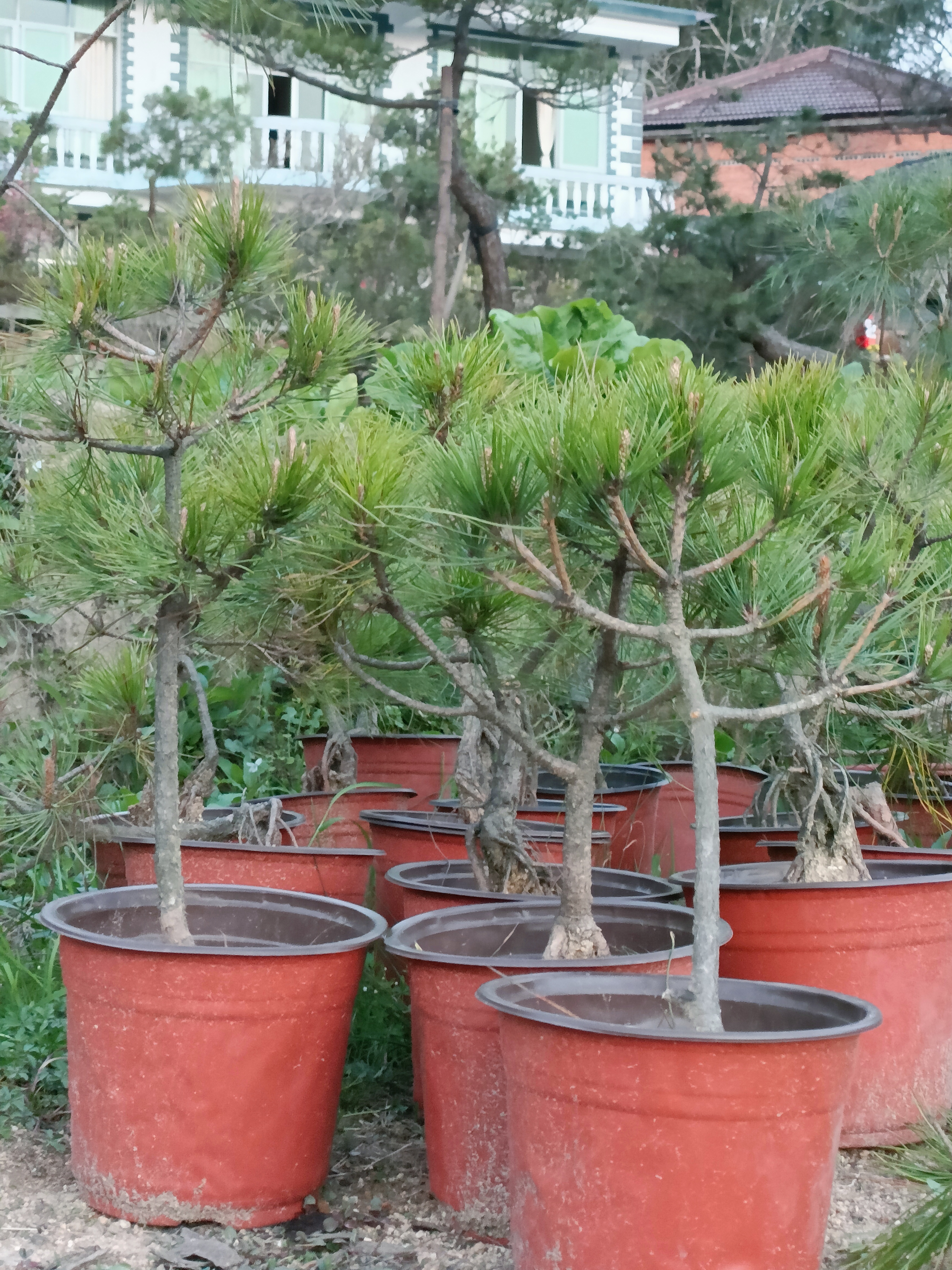 黄山松优质盆景素材