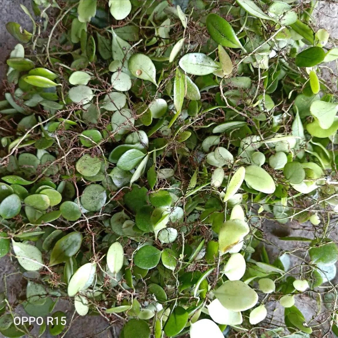 福建宁德抱石莲500克