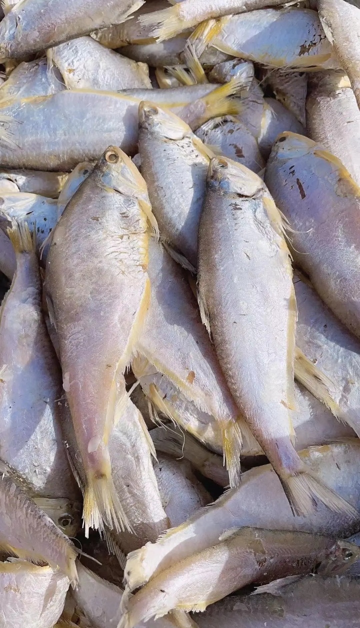 马口鱼也叫油扣鱼（咸鱼）