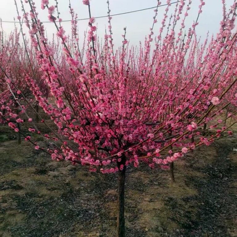 原生红梅花和绿梅花耐寒品种春节期间开花