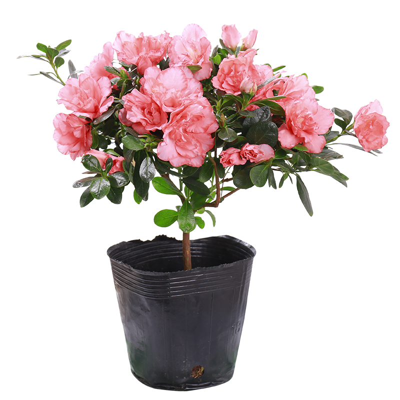 杜鹃花苗盆栽带花苞四季开花不断室内观花卉绿植植物大棵好养