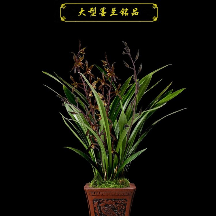  墨兰企黑报岁兰金边室内客厅盆栽花卉绿植 