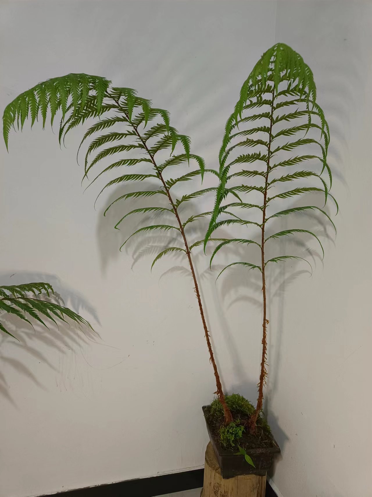 大型蕨绿植盆栽造型盆景（一物一拍）