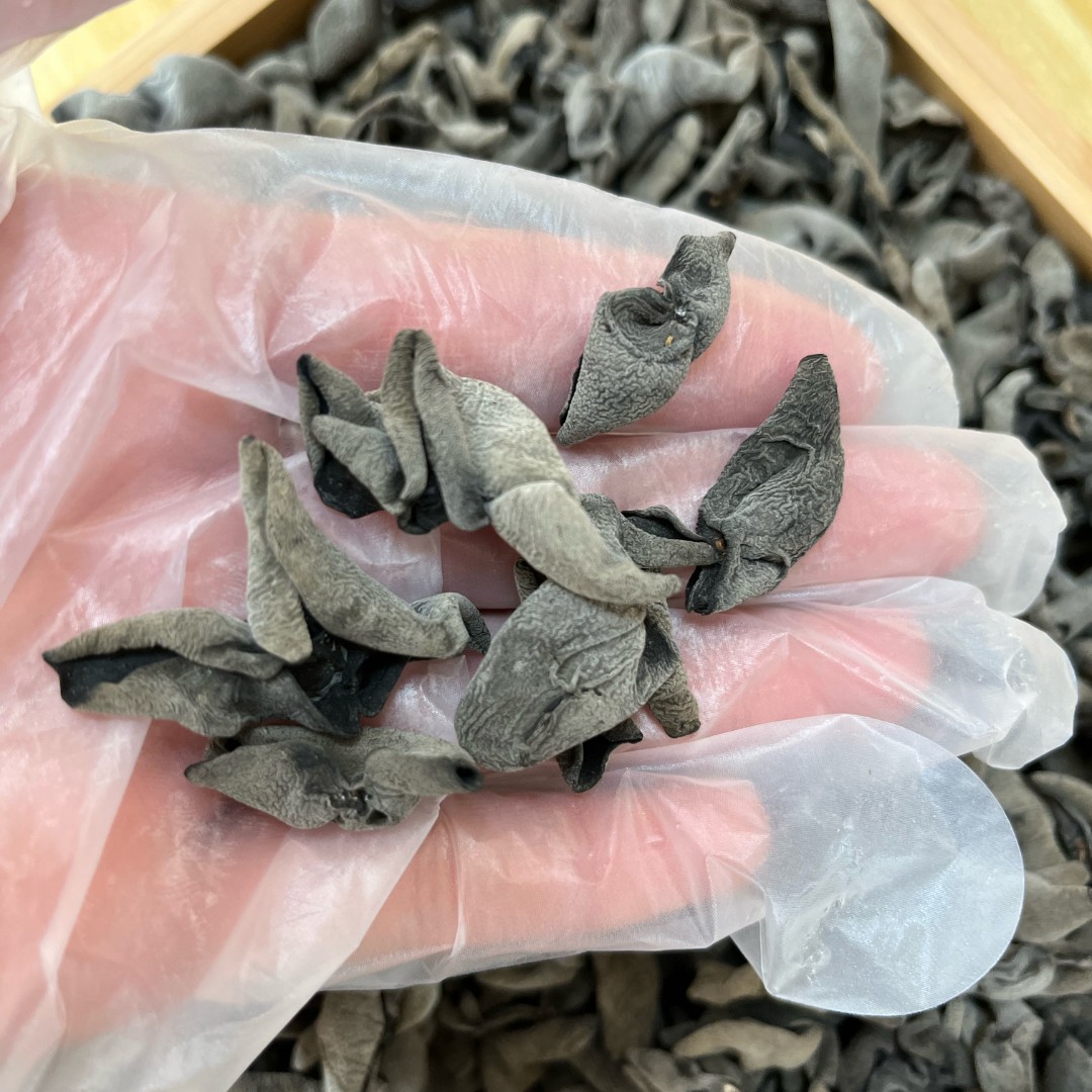 黑木耳 无根小碗耳 秋木耳