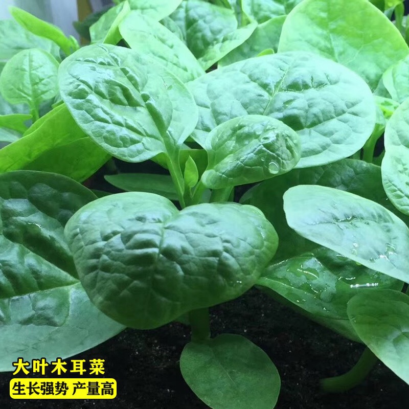 大叶圆叶木耳菜种子落葵小青菜耐高温耐湿四季阳台盆栽蔬菜籽播种