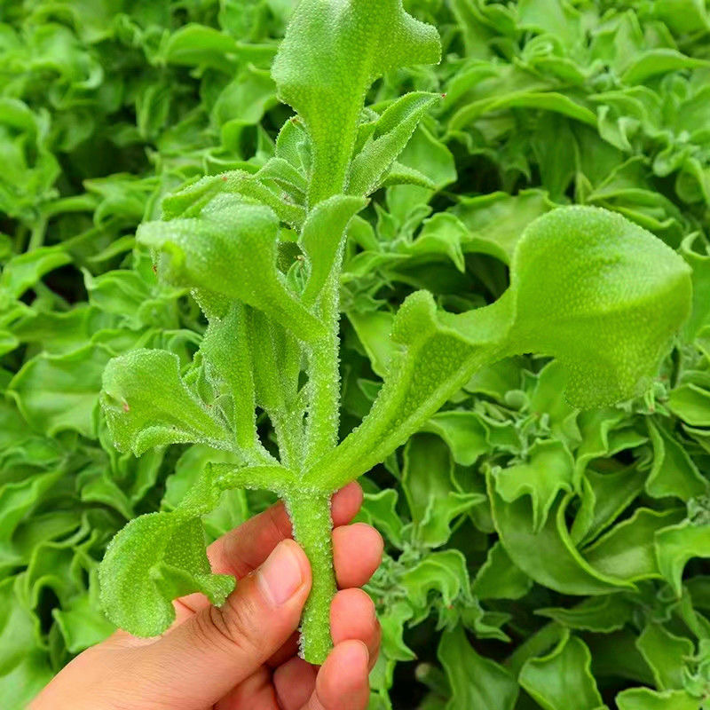 【水晶冰菜种子】水晶冰菜阳台花盆可种家庭小院播种简单蔬菜种子