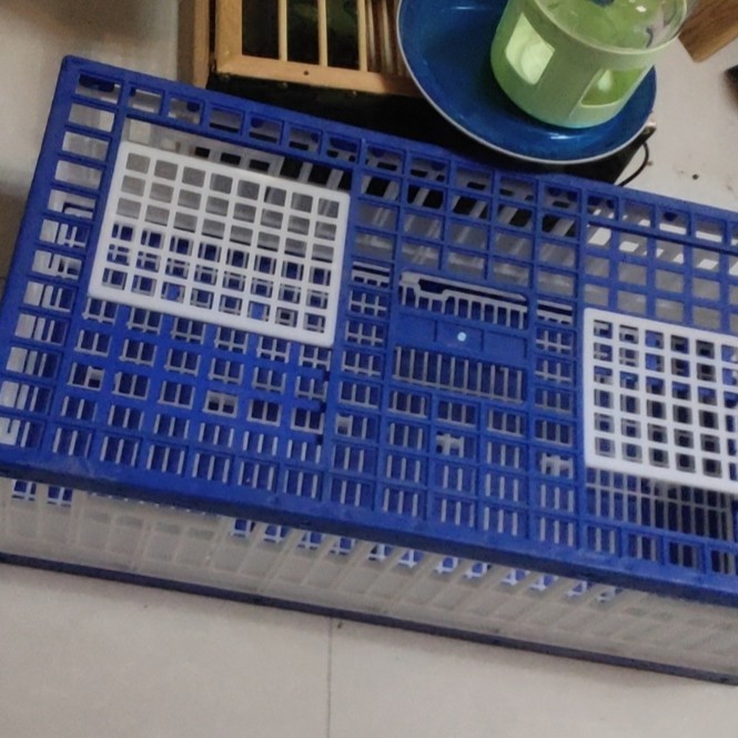 鸽子塑料不折叠训放笼干净鸽具加厚环保方便实用