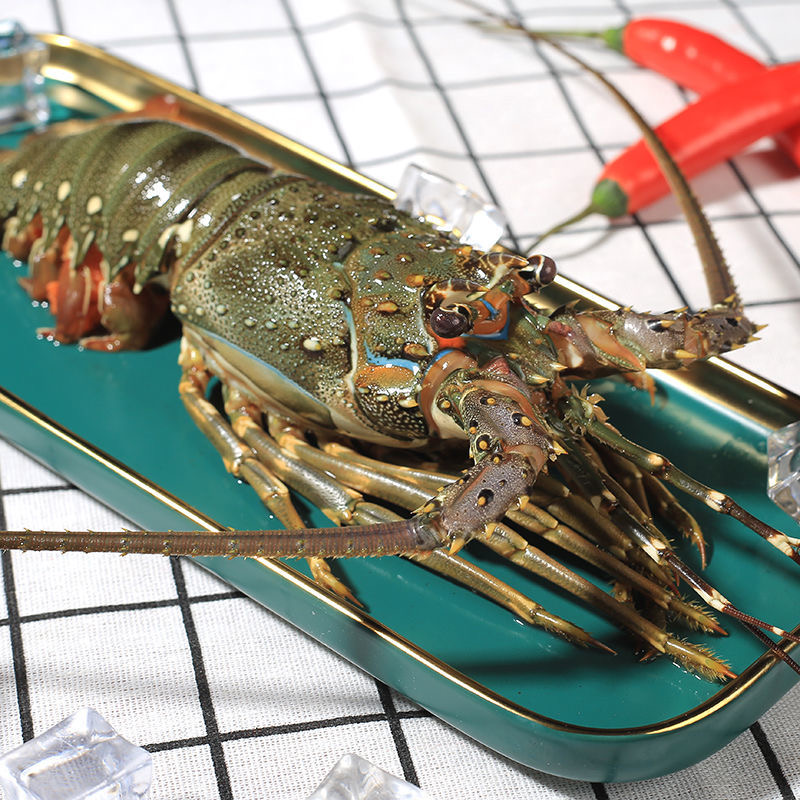 野生海鲜海捕大龙虾活冻 小青龙新鲜500g