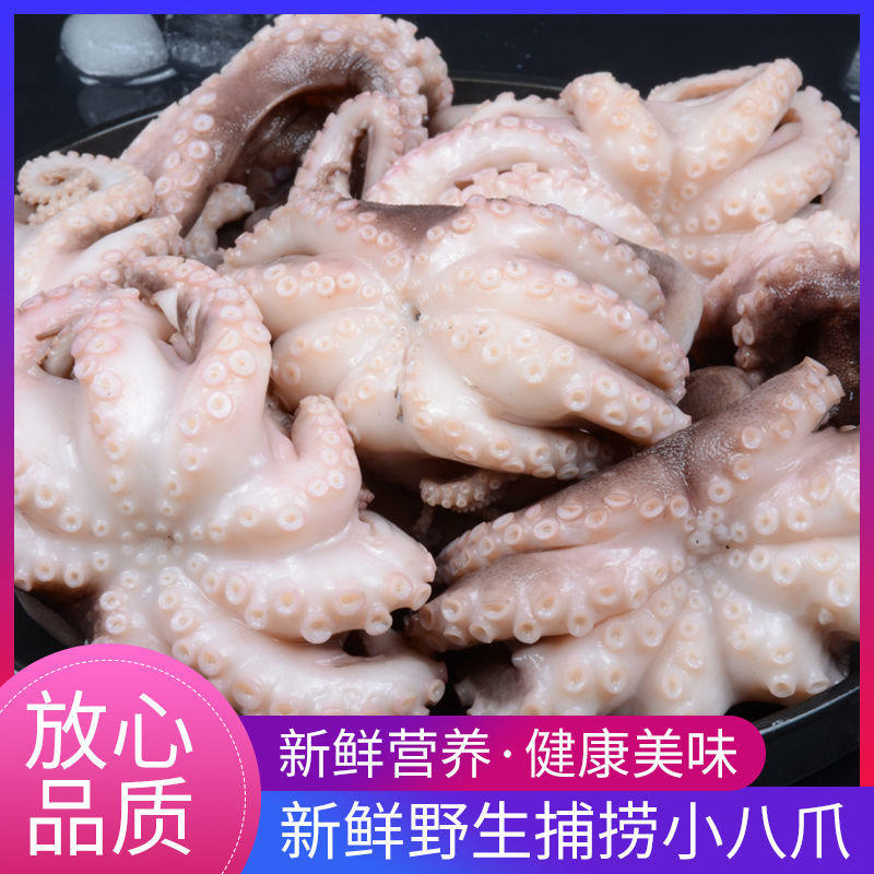 东山野生鲜活小章鱼 海鲜新鲜八爪鱼八爪章鱼小八爪鱼爽脆