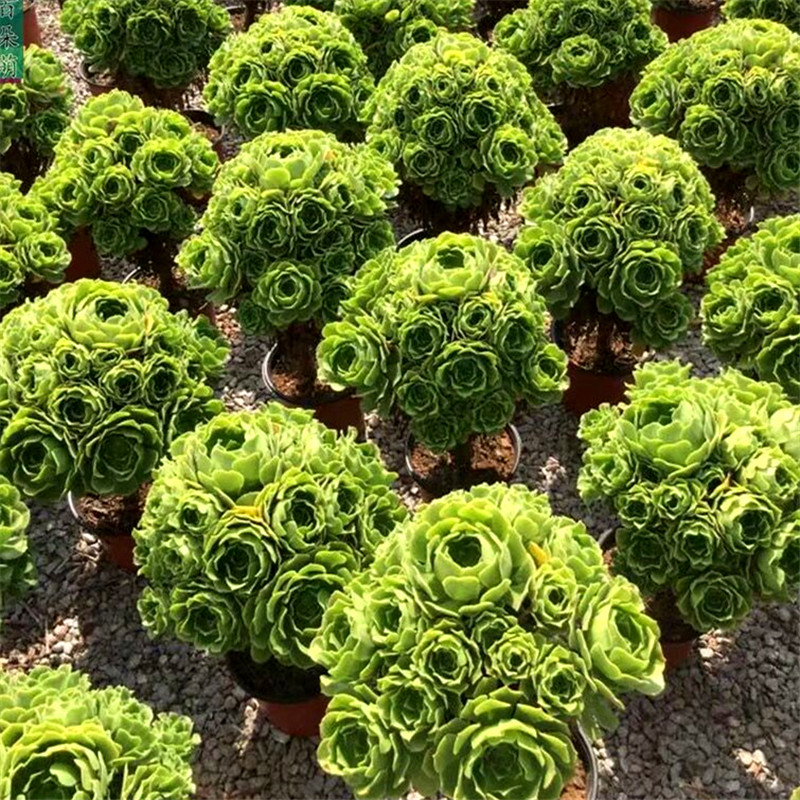 多肉法师一物一拍法师老桩法师老桩植物红色净化