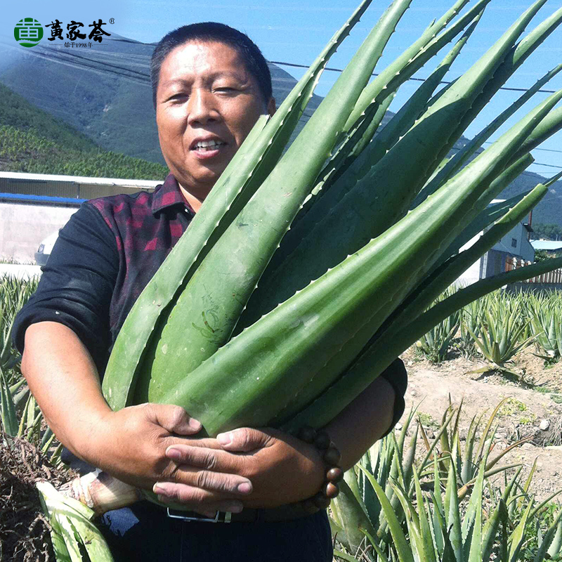 黄家荟美容食用库拉索芦荟美容灌肤专用整棵带根大芦荟