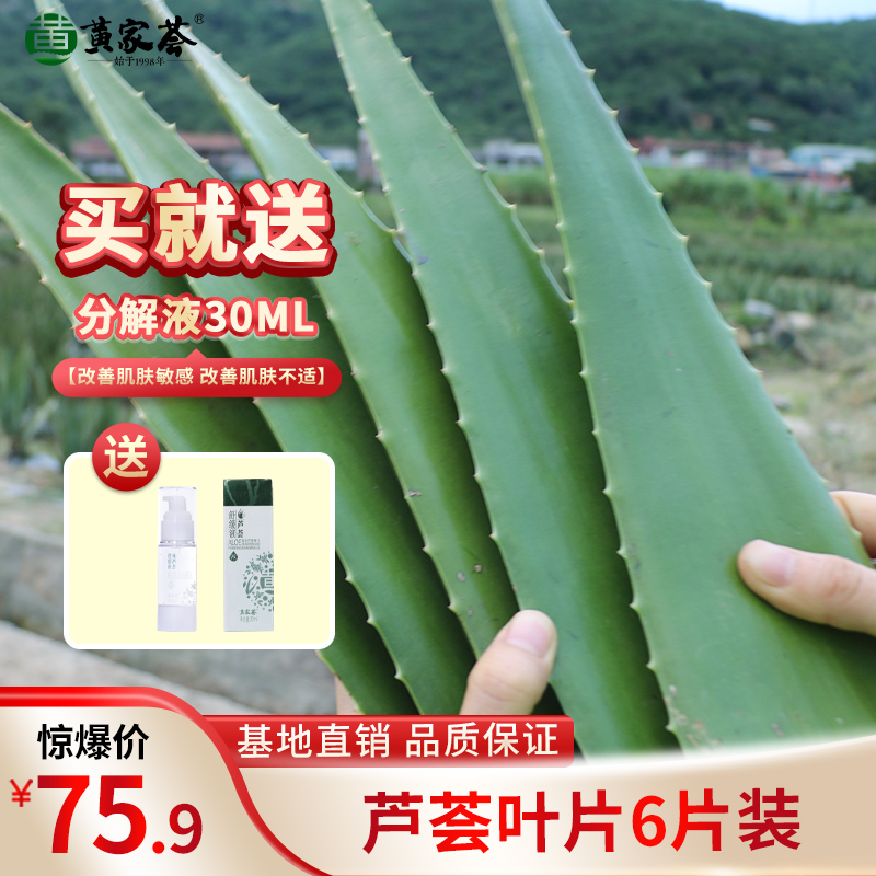 美容灌肤专用库拉索新鲜芦荟叶片美容院6片装送舒缓液