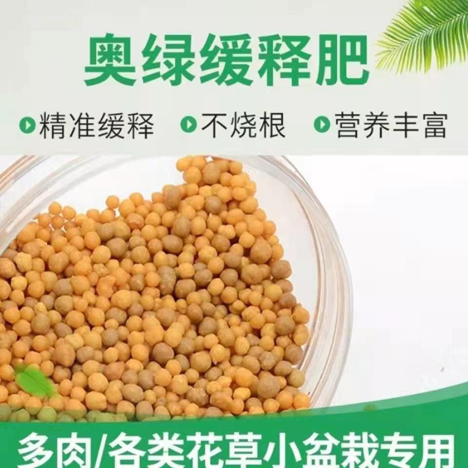 杜鹃花种植杜鹃花的营养肥盆栽杜鹃花盆栽