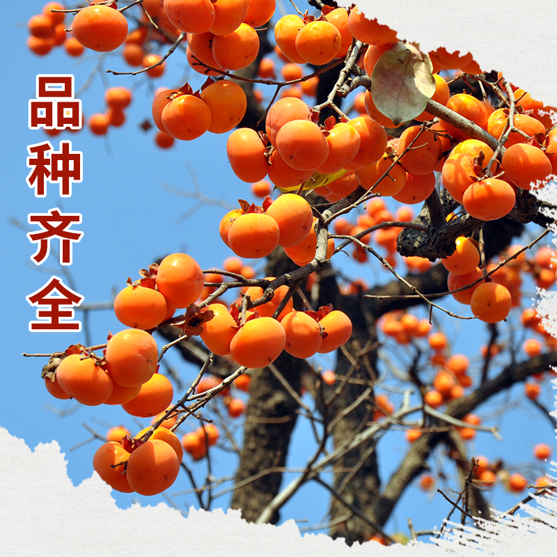 枣树樱桃树葡萄树石榴树山楂树苹果树枣树梨各种精品果树苗木南方