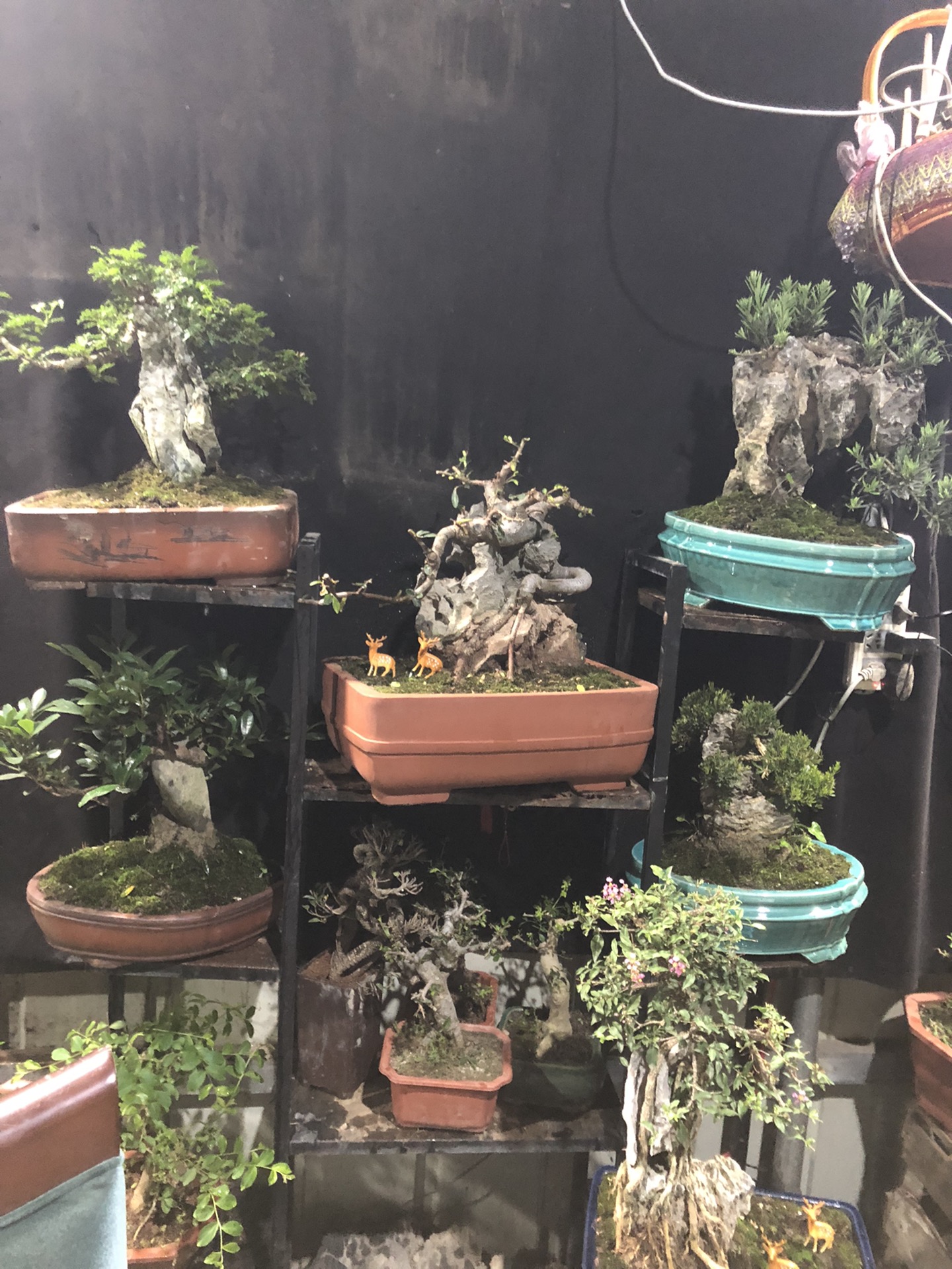 小叶榔榆附石盆景对接白蜡