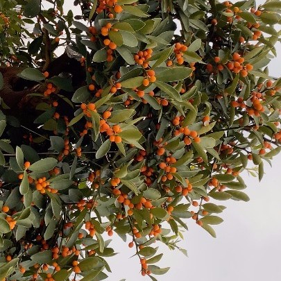 盆景 小潘盆栽直播专用一物一拍黑松真柏老鸭柿黄杨杜鹃罗汉松