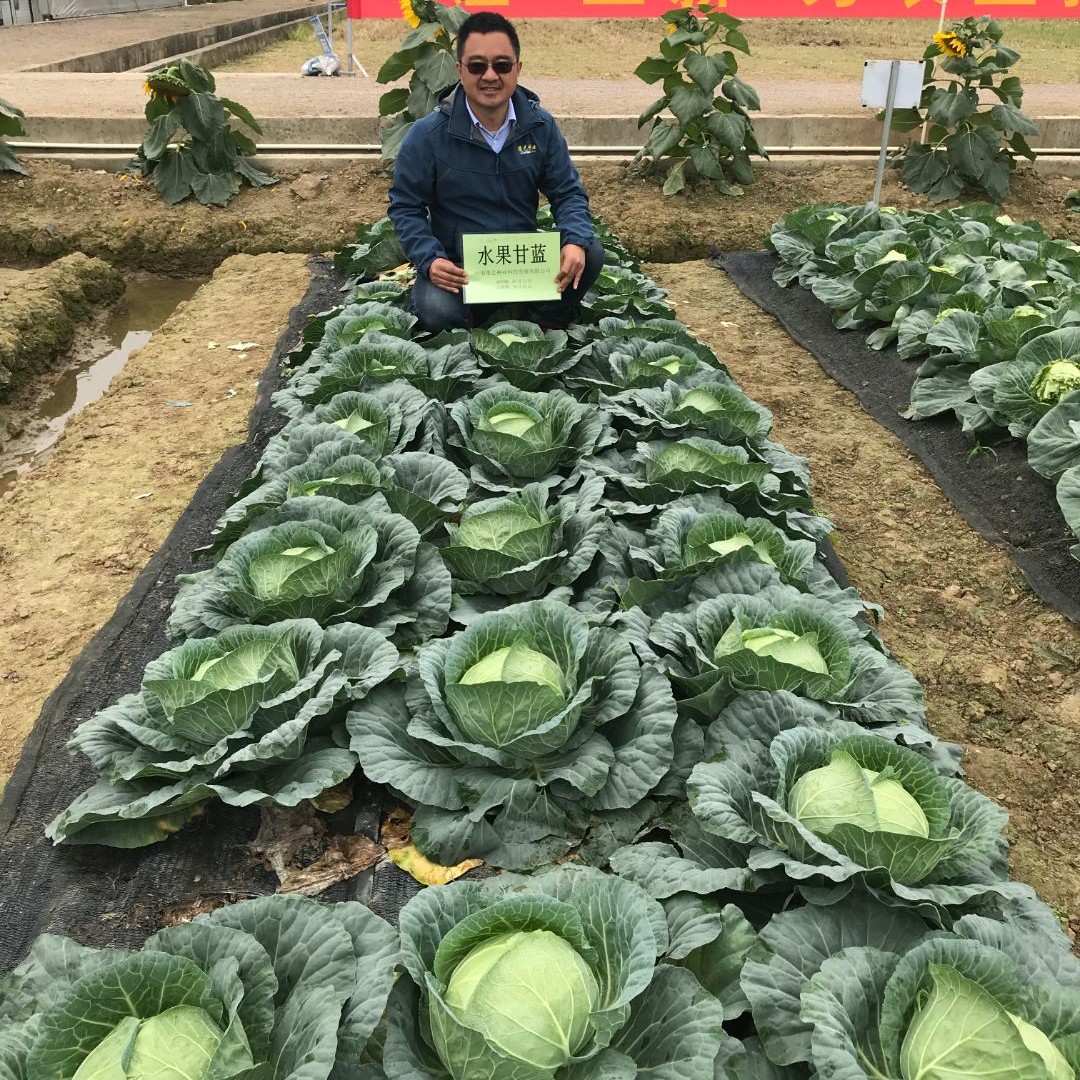 豫艺水果甘蓝种子200粒  耐裂性好生长速度快 可生吃甜甘蓝种子