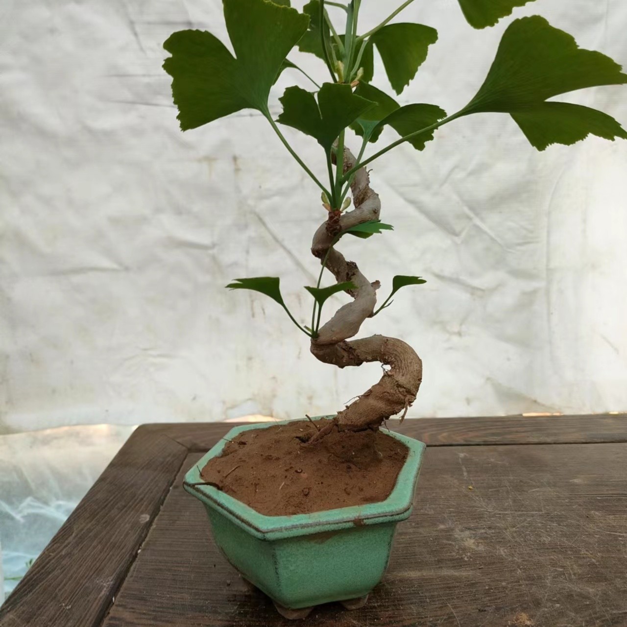 银杏盆景精品盆栽 防辐射吸甲醛