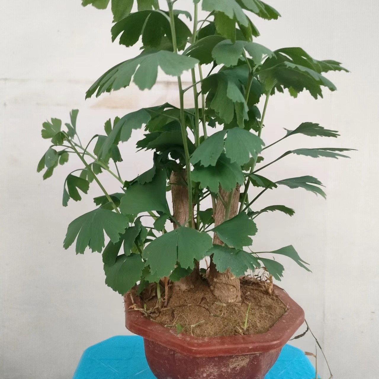 银杏盆景绿植掌中宝