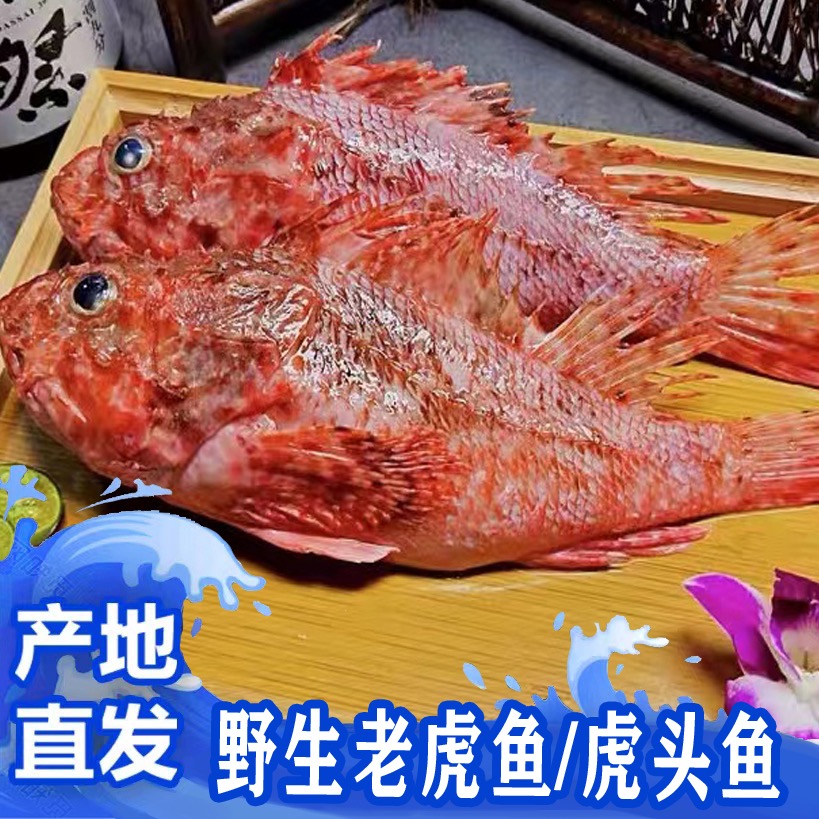 福建啊三海鲜【野生老石头鱼/虎头鱼】新鲜寄顺丰