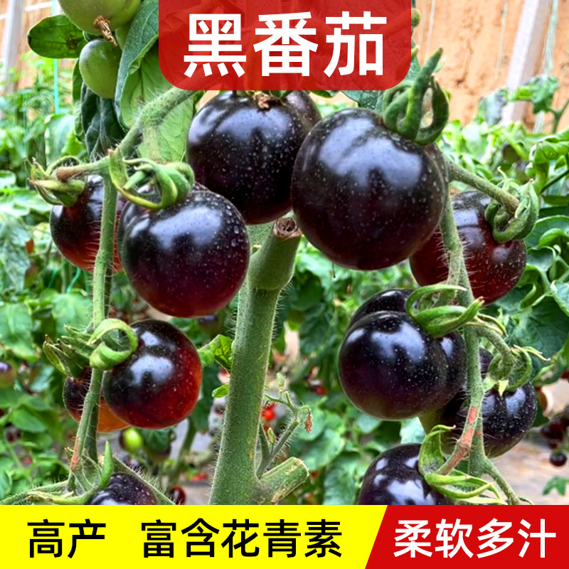 黑番茄种子高产樱桃小西红柿圣女果番茄籽四季阳台盆栽蔬菜种子