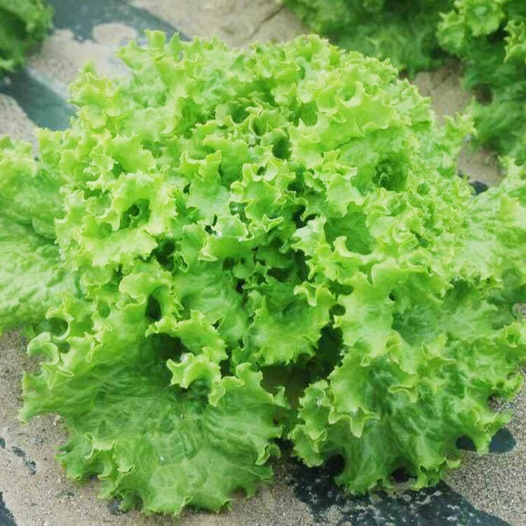 大速生菜种子蔬菜沙拉奶油生菜种子四季高产阳台盆栽蔬菜种子种植