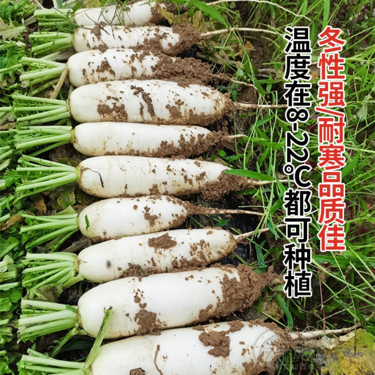 白萝卜种子杂交白玉春萝卜种特大水果萝卜夏秋季耐寒种籽农家种孑