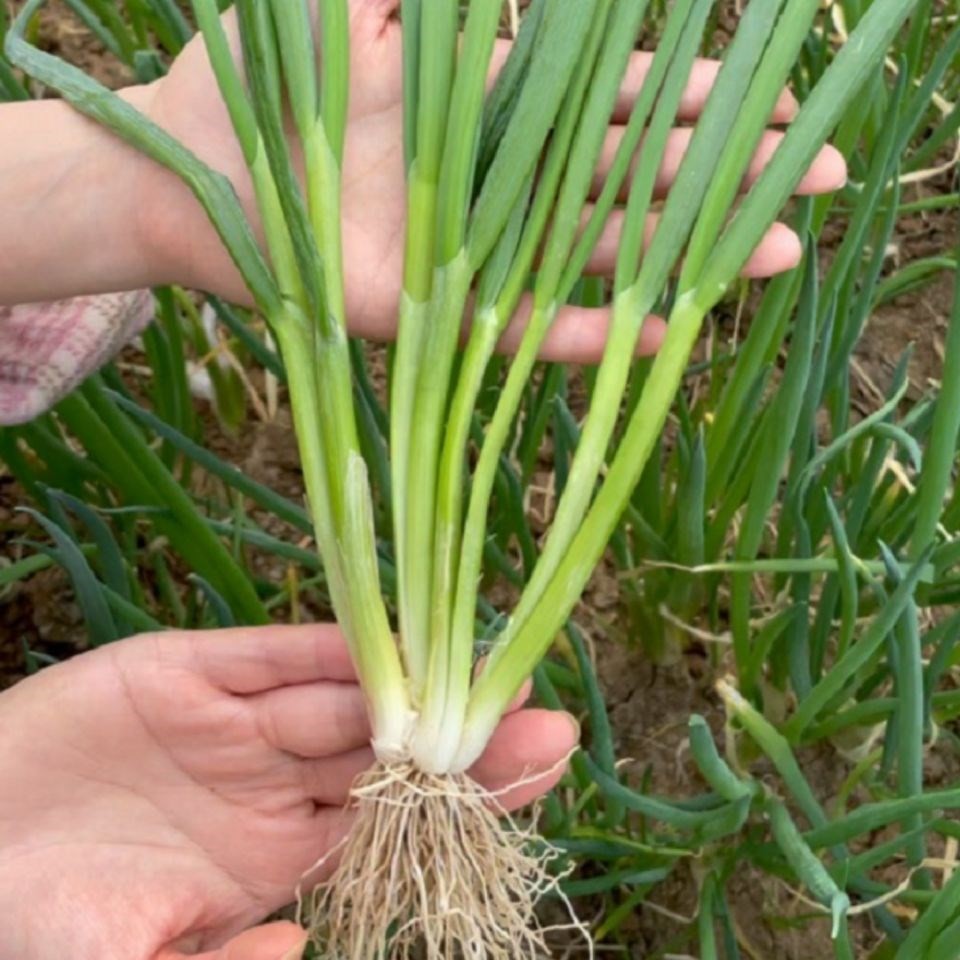 分葱多多四季浓香小葱种子农田菜地高产蔬菜耐寒抗倒伏小香葱种籽