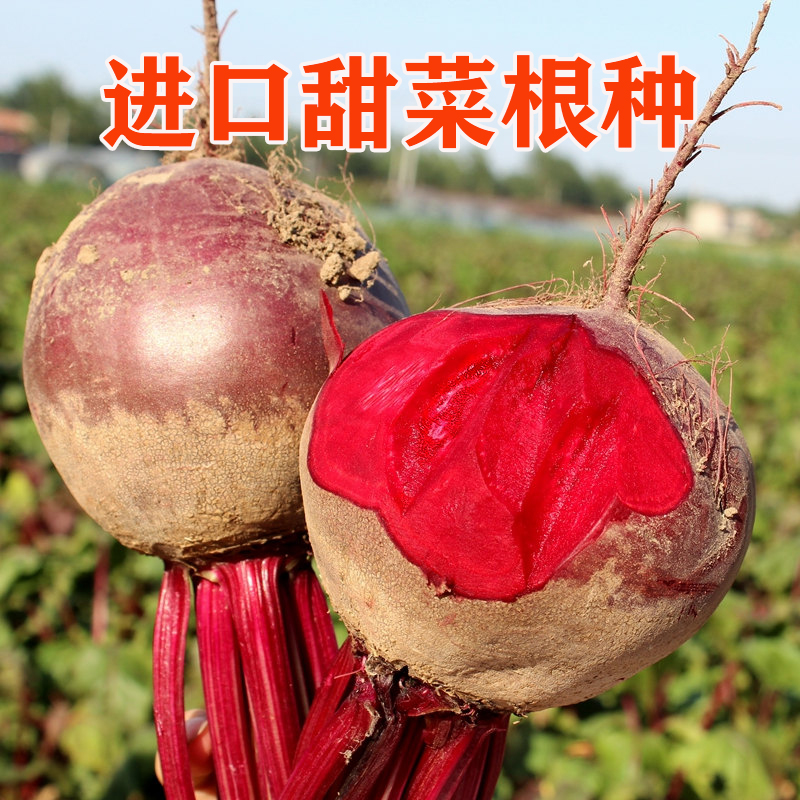 进口甜菜根种子紫红甜菜头萝卜籽四季高产抗病阳台盆栽蔬菜种子