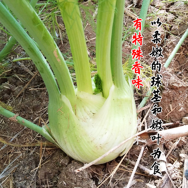 球茎茴香种子割茬小茴香籽结球荷兰进口四季根春夏秋冬季种籽盆栽