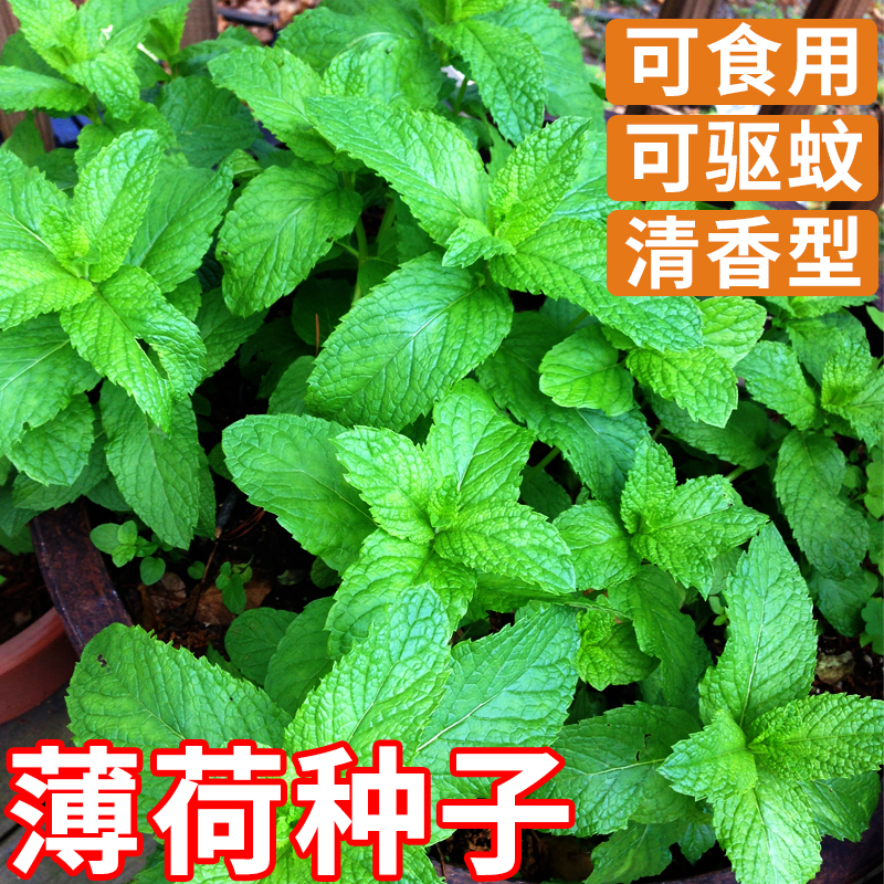 薄荷种子盆栽室内薄荷苗猫薄荷种孑留兰香食用薄荷籽阳台花种籽子