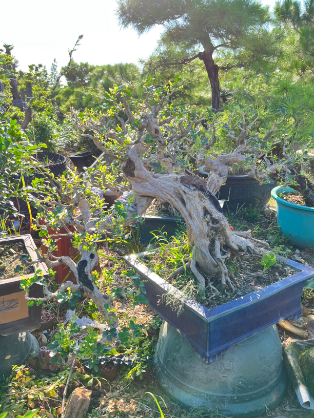 九里香，一物一拍