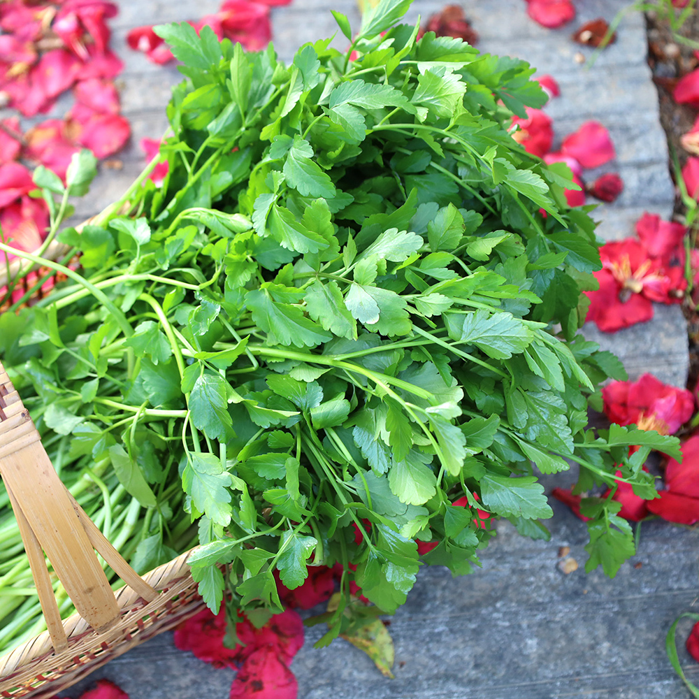 大别山新鲜野芹菜1500g 现摘现发 京东或顺丰包邮