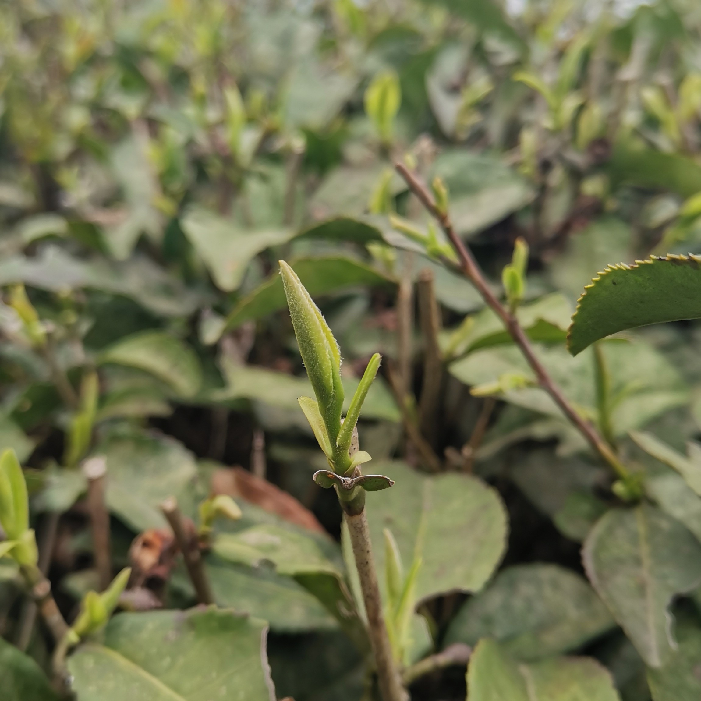 【厂家直销】明前翠芽 湄潭翠芽茶栗香味浓回甘好颗粒饱满