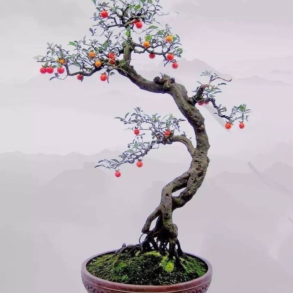 四川重庆金弹子盆景黑塔子瓶兰花老鸦柿绿植盆栽生熟桩直播下单
