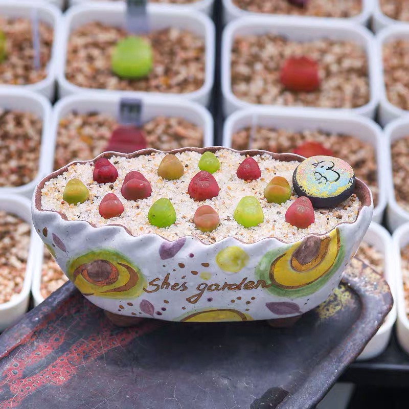 嗨屁多肉2025-【12-10】生石花切糕链接  阳台植物 多肉植物 屁屁花