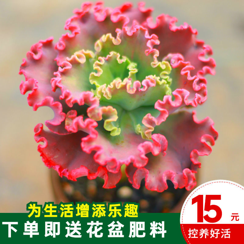 女王多肉花笠红裙精品高砂之翁多年控养包菜懒人多肉三仙晚霞之舞