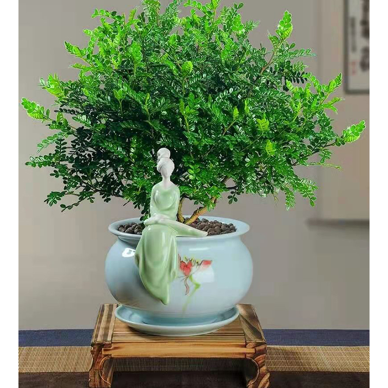 清香木驱蚊中国风盆景提神室内客厅办公好养易活四季常青净化空气