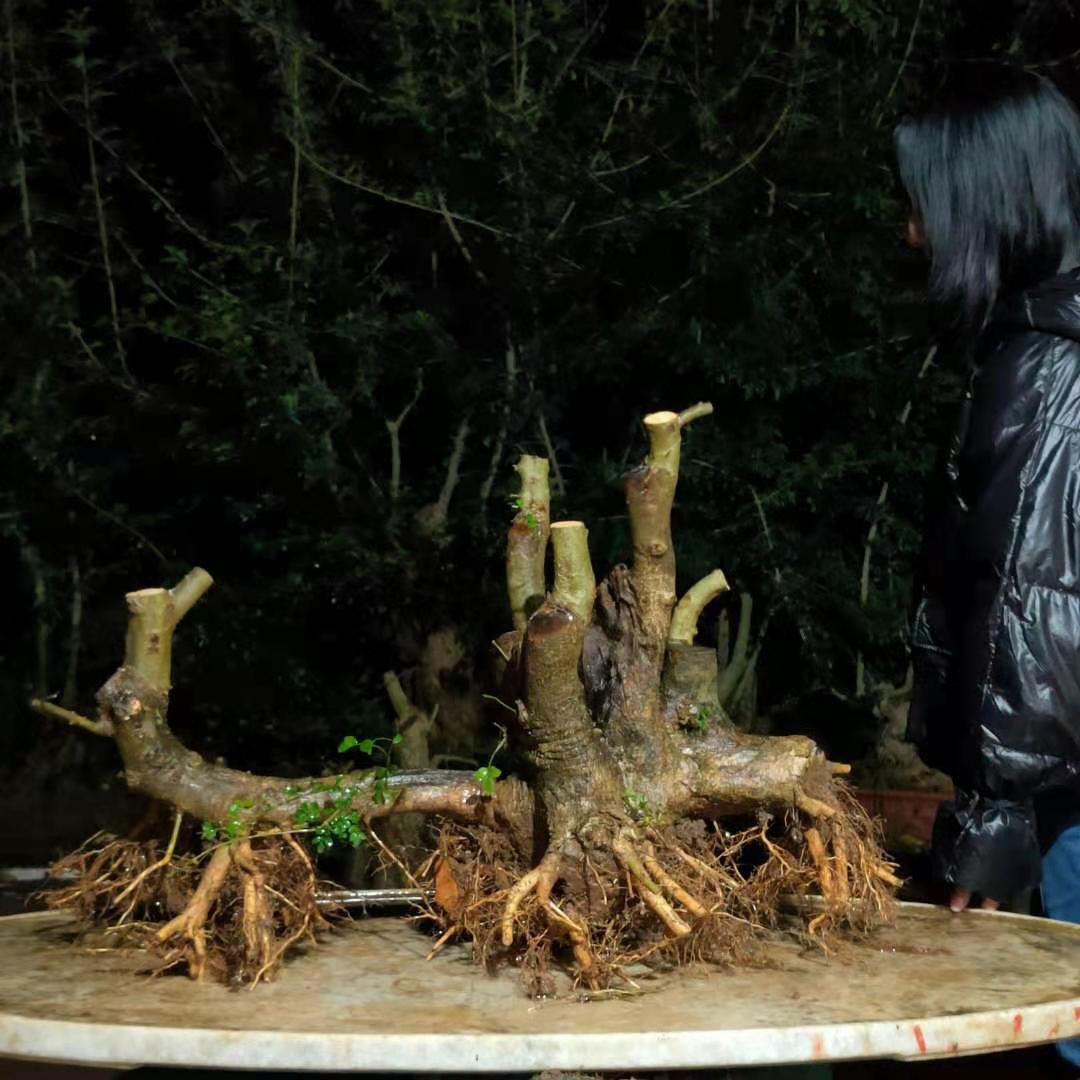 盆景素材下单链接