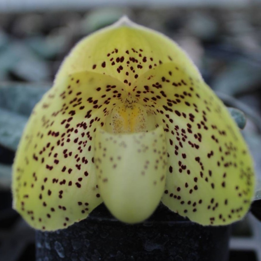 【文山兜兰】花色靓丽、花型奇特、花期长久植株