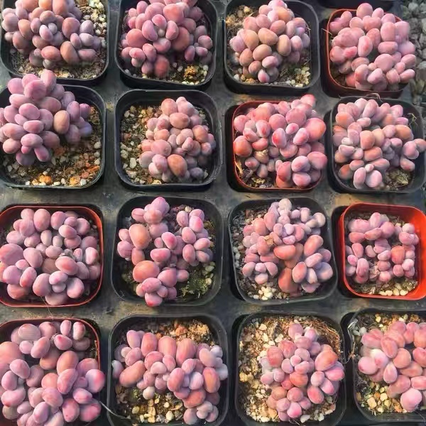 桃蛋腰子蛋奶酪多肉植物室内绿植好看好养的多肉植物粉色花卉