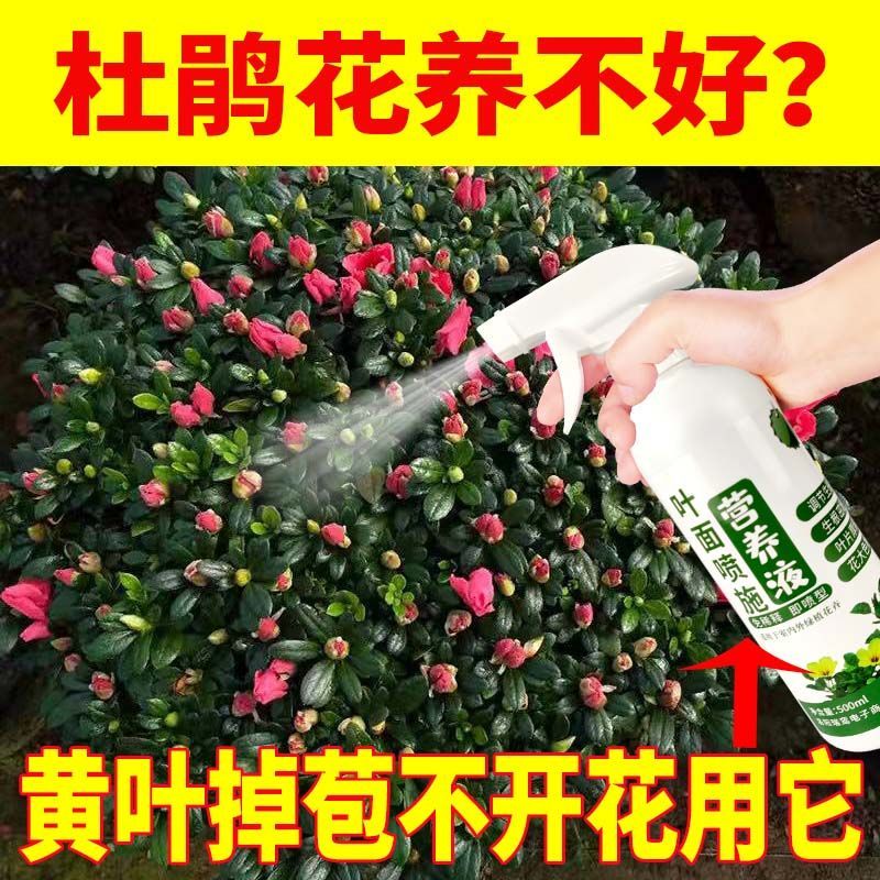 杜鹃花专用肥去黄叶防徒长催花开花肥促花免稀释植物营养液直喷型