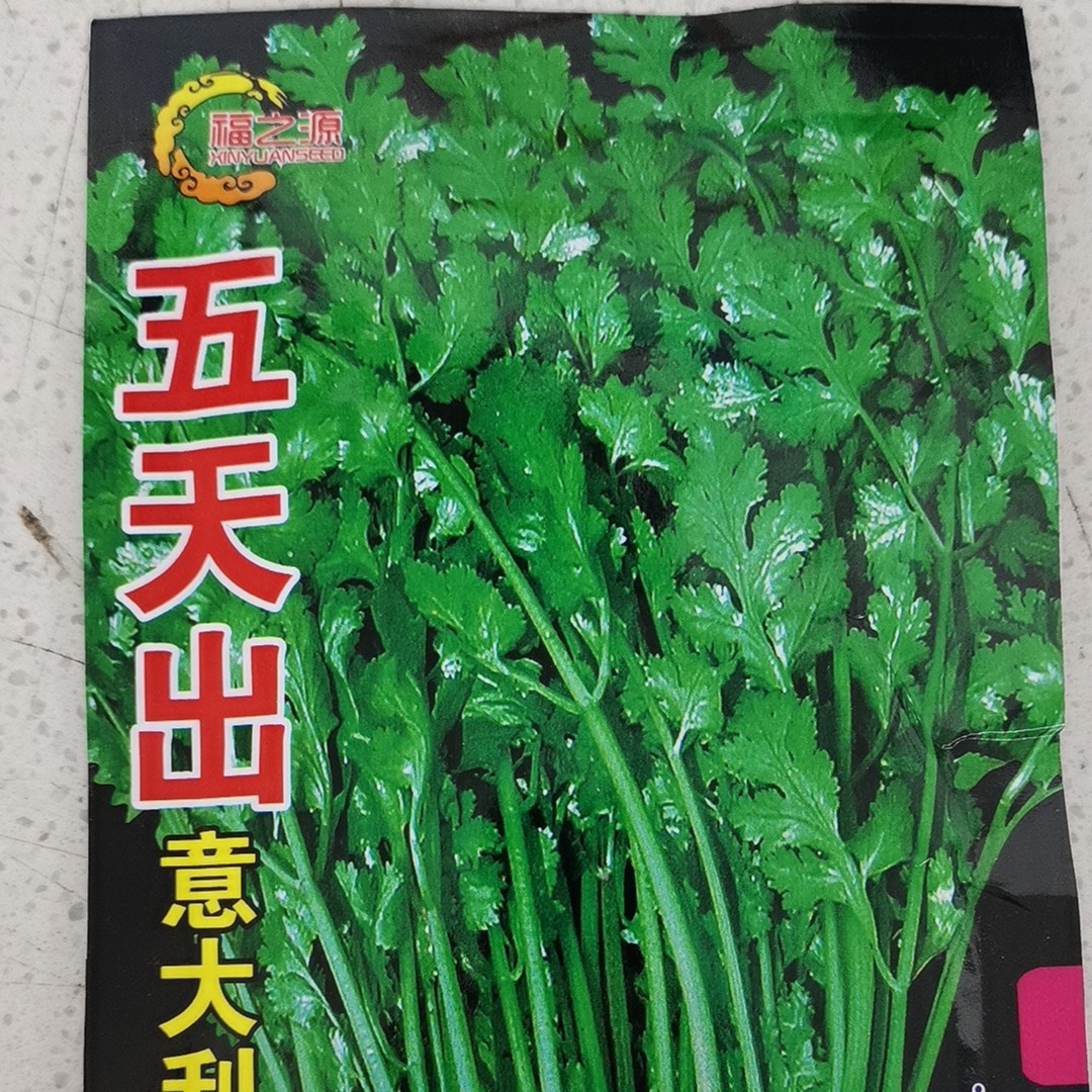 五天出香菜籽                       