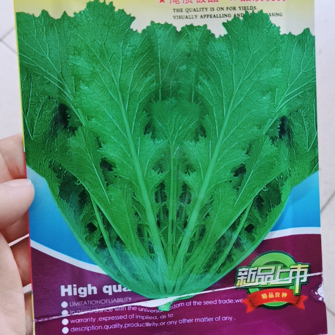 雪里红种子（拍一发二）