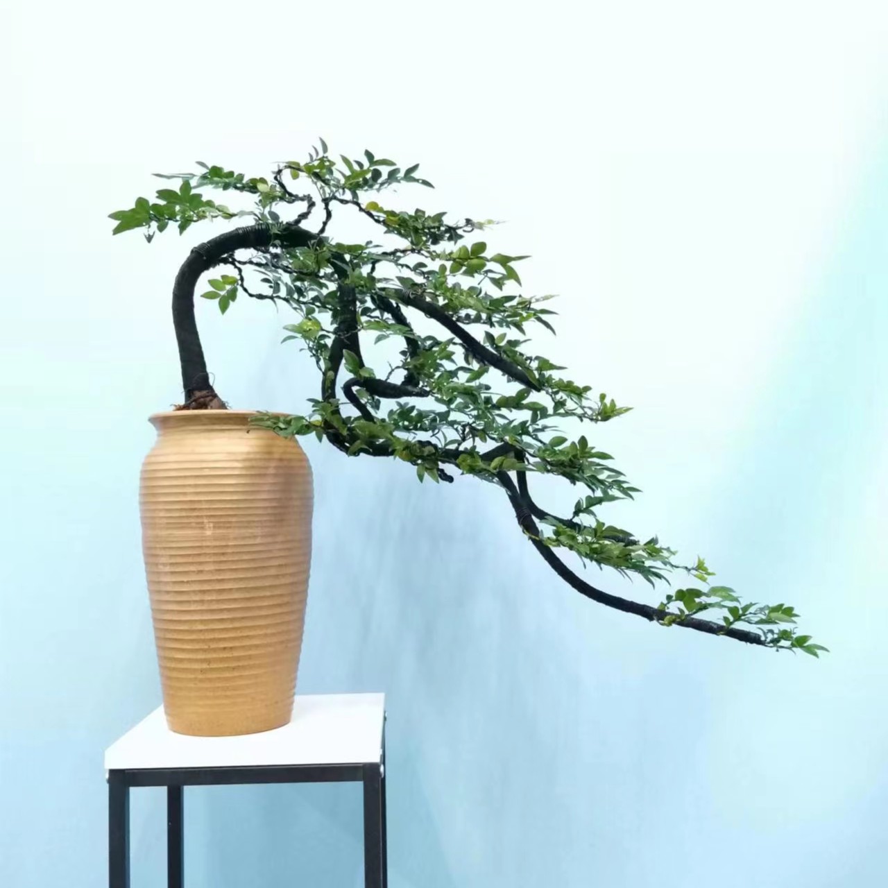 绿植黑骨茶造型临水款室内室外都可以养，以直播间为准一物一拍